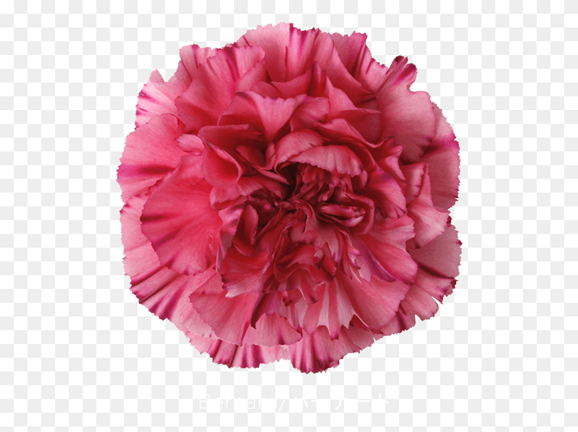 505x568 Colibri Flowers Carnation Bernard Grower Of Carnations Carnation, Plant, Flower, Blossom HD PNG Download