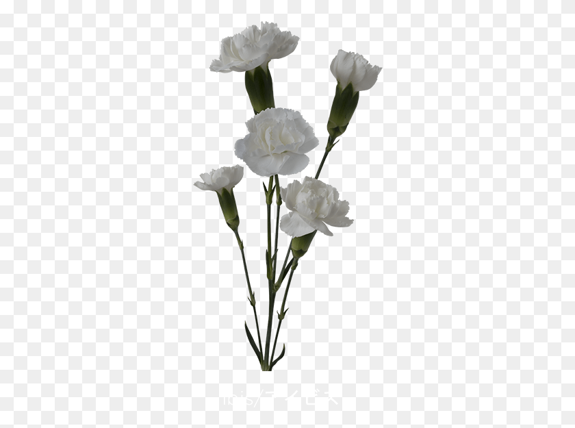 278x565 Colibri Flowers Minicarnation Ibis Grower Of Carnations White Mini Carnation Flowers, Plant, Flower, Blossom HD PNG Download