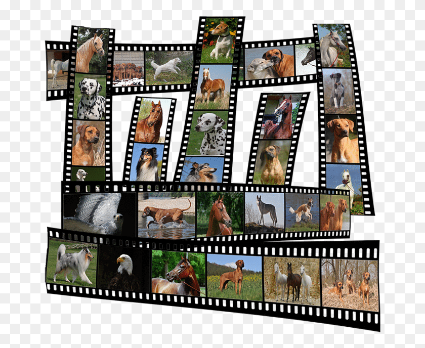 666x628 Collage, Horse, Mammal, Animal HD PNG Download