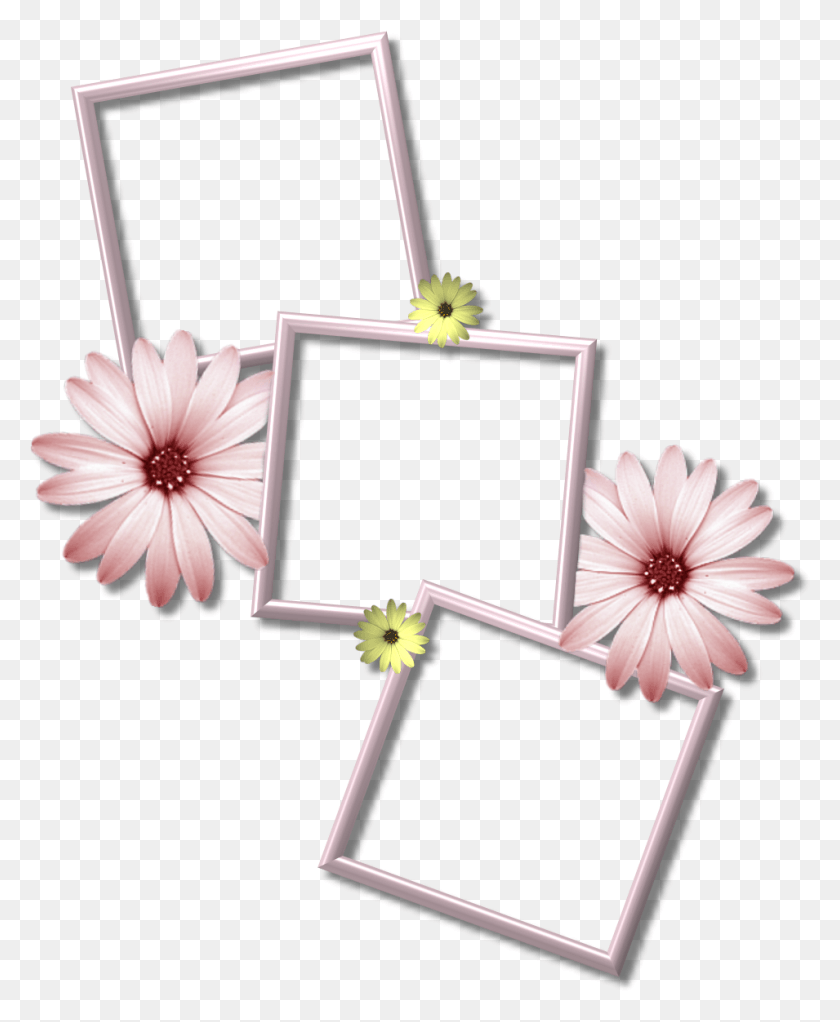 955x1179 Collage Frame Picture Multiple Photo Frames, Lamp, Plant, Flower HD PNG Download