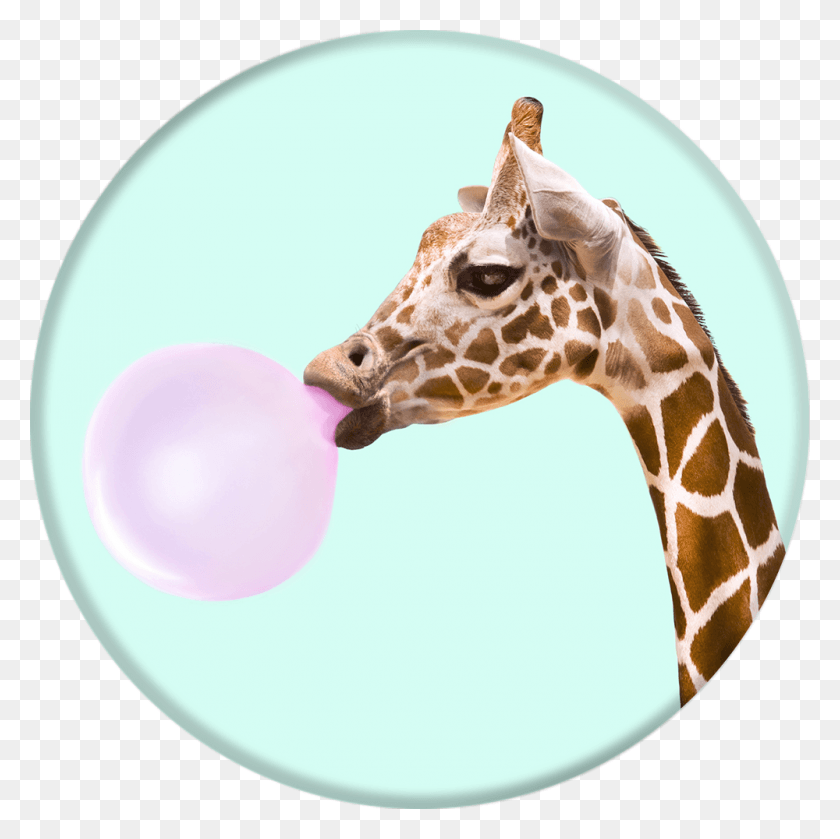 1000x1000 Collapsible Grip Amp Stand For Phones And Tablets Bubblegum Giraffe Popsocket, Wildlife, Mammal, Animal HD PNG Download