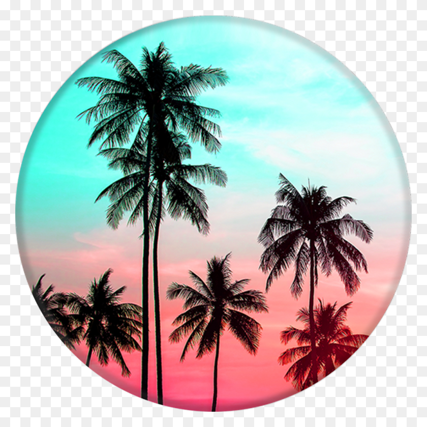 1000x1000 Collapsible Grip Amp Stand For Phones And Tablets High Quality Palm Trees, Summer, Tropical, Plant HD PNG Download