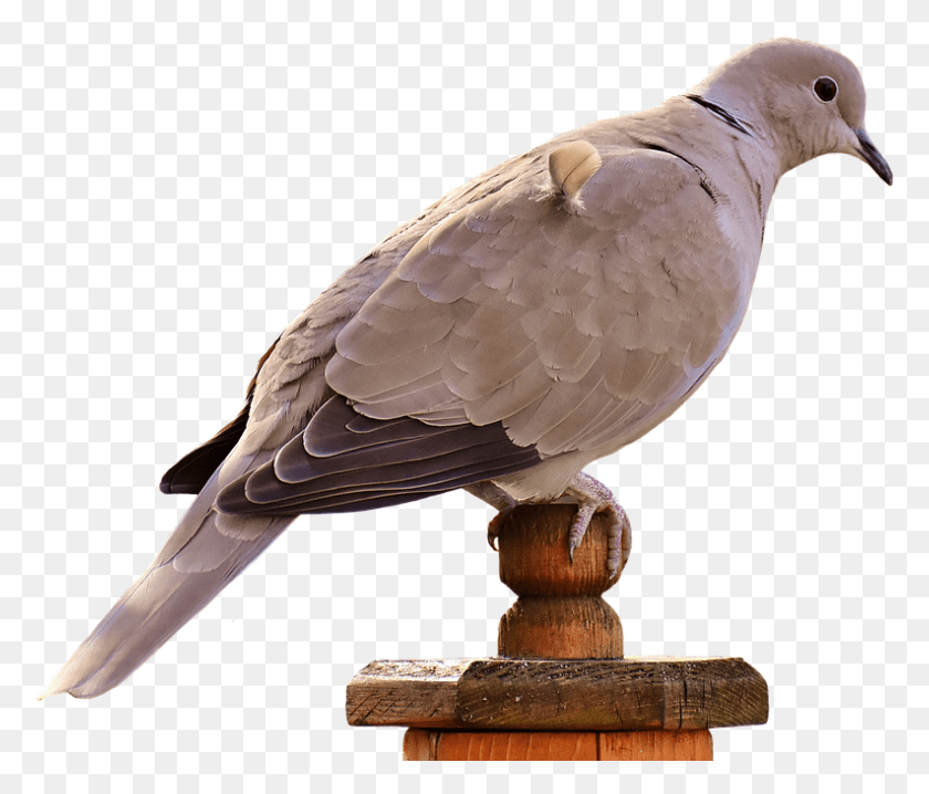 793x669 Collared Bird Plumage Dove Nature Animal Golub V Formati, Pigeon HD PNG Download