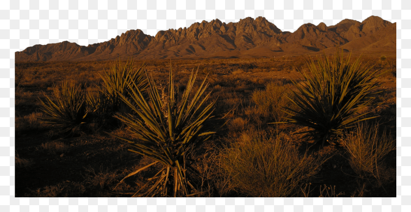 2049x984 Collection Desert, Plant, Nature, Outdoors HD PNG Download