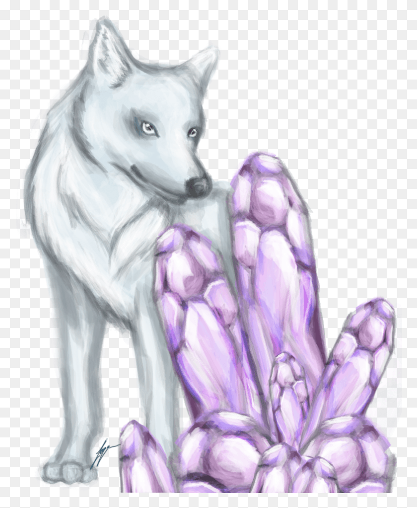 785x969 Collection Of Crystal Wolf Drawing Crystal Wolf Drawings, Plant, Mammal, Animal HD PNG Download