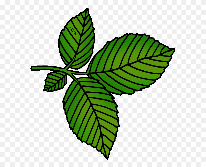 593x621 Collection Of Elm High Quality Free Elm Tree Leaf Cartoon, Leaf, Plant, Green HD PNG Download