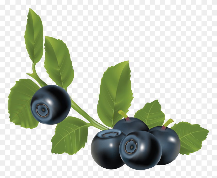 5553x4474 Collection Of Free Bilberries Blueberry Vector, Plant, Fruit, Food HD PNG Download