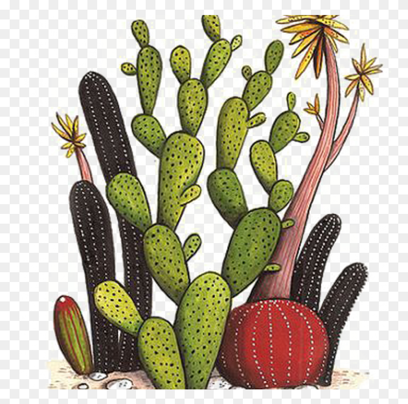 865x856 Colección De Cactus Vector Flor Dibujo Pintura A La Acuarela, Planta, Alimentos, Plátano Hd Png