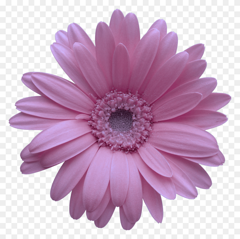 800x796 Collection Of Free Daisy Vector Barberton, Plant, Flower, Daisies HD PNG Download