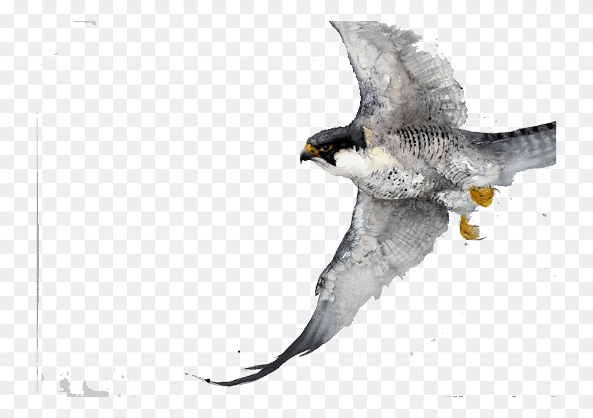 736x533 Collection Of Free Falcon Drawing Watercolor Impressive Watercolor Paintings, Accipiter, Bird, Animal HD PNG Download