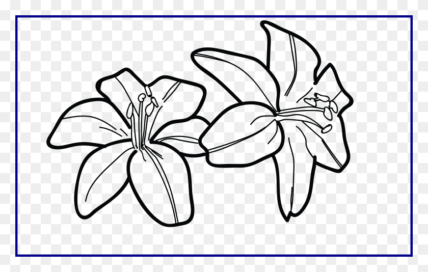 2680x1630 Collection Of Free Garden Drawing Concept Draw Easy Tiger Lily, Spider, Invertebrate, Animal HD PNG Download