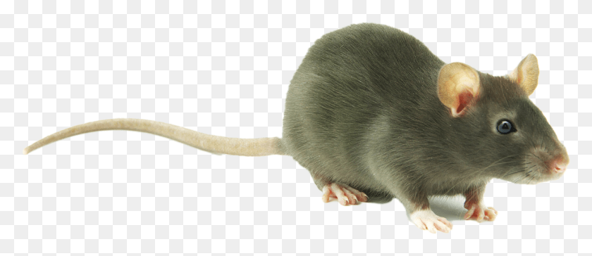 1200x468 Collection Of Free Rat Transparent On Cute Rat Transparent Background, Rodent, Mammal, Animal HD PNG Download