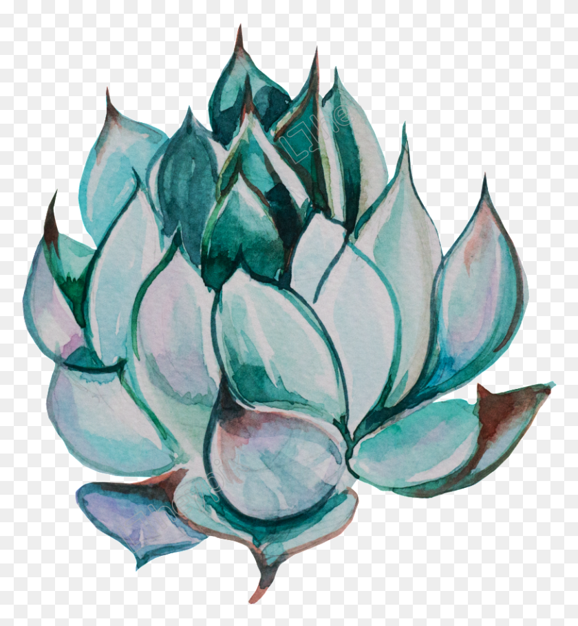 812x886 Collection Of Free Succulent Transparent Background Succulent Drawing, Plant HD PNG Download