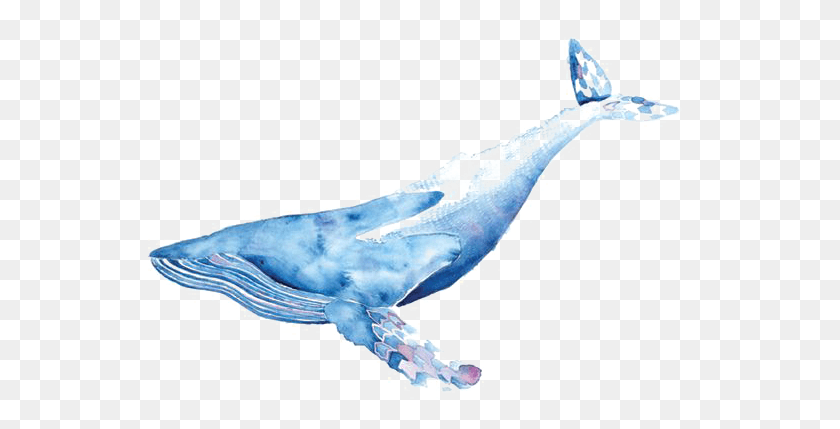 545x369 Collection Of Free Whale Drawing Ink Watercolor Whale Transparent, Animal, Sea Life, Mammal HD PNG Download