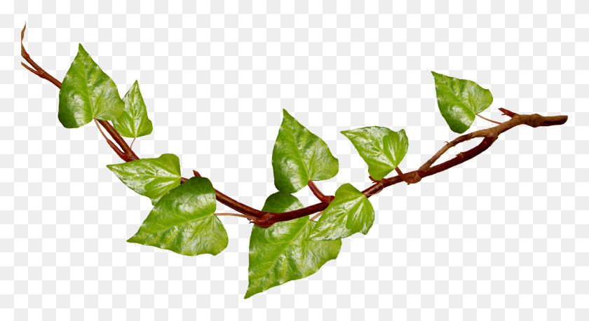 3039x1554 Collection Of Ivy High Quality Vines With Transparent Background, Leaf, Plant, Veins HD PNG Download