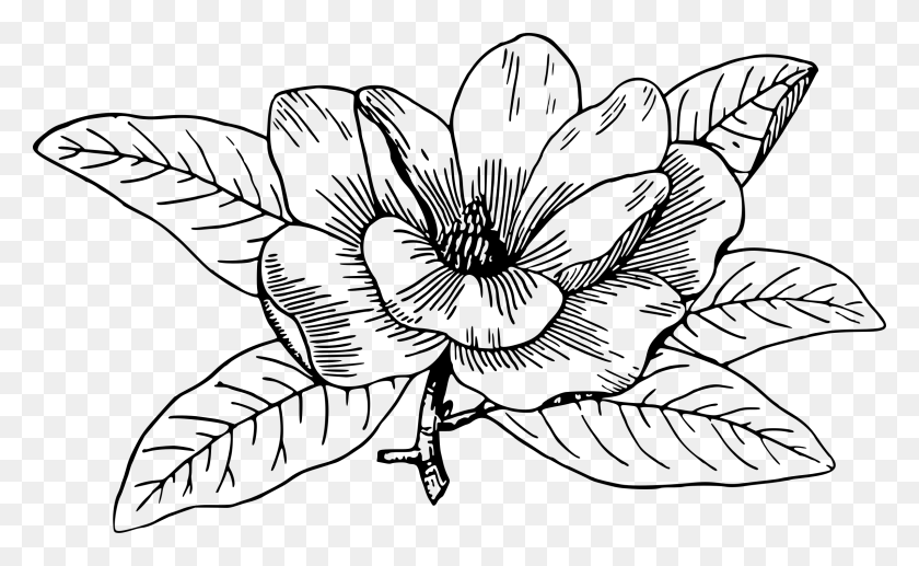 2397x1406 Collection Of Magnolia Drawing High Quality Magnolia Flower Line Art, Gray, World Of Warcraft HD PNG Download
