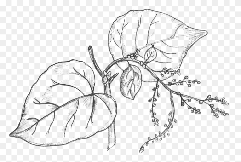 2239x1451 Collection Of Money Plant Drawing Money Plant Leaf Black And White, Gray, World Of Warcraft HD PNG Download