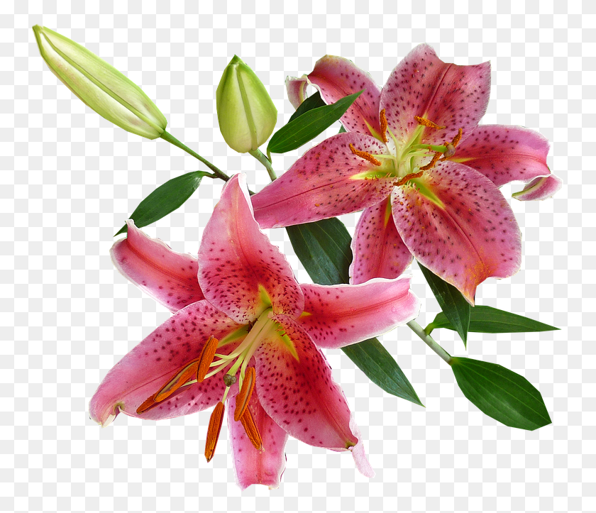 755x663 Collection Of Stargazer Cliparts Buy Any Image Imagenes De Flores Vectoriales Con Fondo Transparente, Plant, Flower, Blossom HD PNG Download