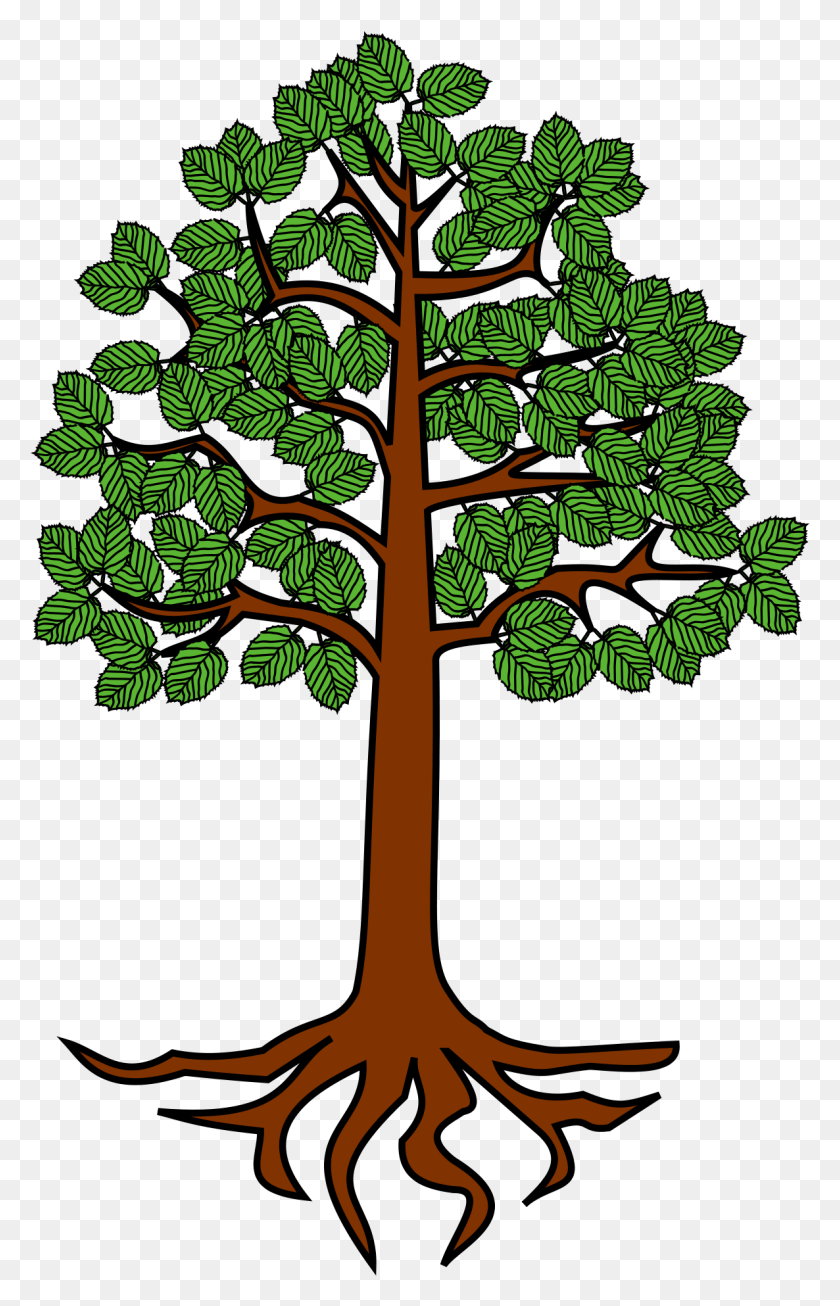 1186x1895 Collection Of Tree With Roots Clipart Tree With Root Cartoon, Green, Plant, Leaf HD PNG Download