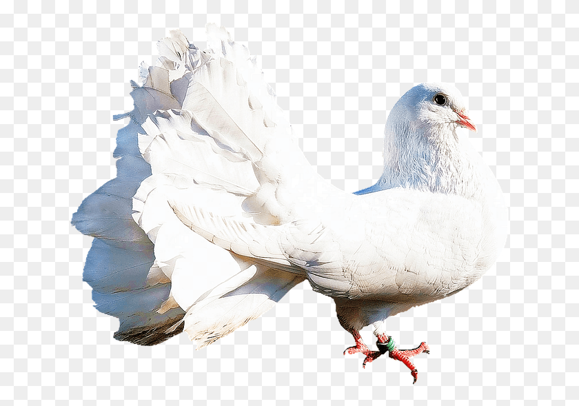 640x529 Colomba Bianca, Bird, Animal, Dove HD PNG Download