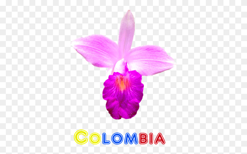 369x465 Colombia Flor Orqudea Naturaleza Exticas Orquidea Flor De Colombia, Растение, Цветок, Цветение Png Скачать