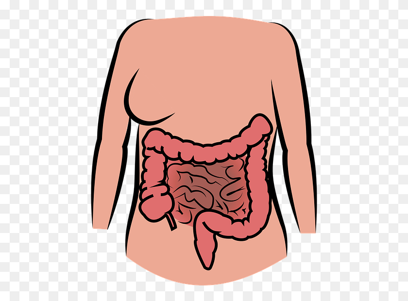 471x560 Colon Cancer Causes 49000 Deaths Each Year In Latin Pencernaan, Back, Teeth, Mouth HD PNG Download