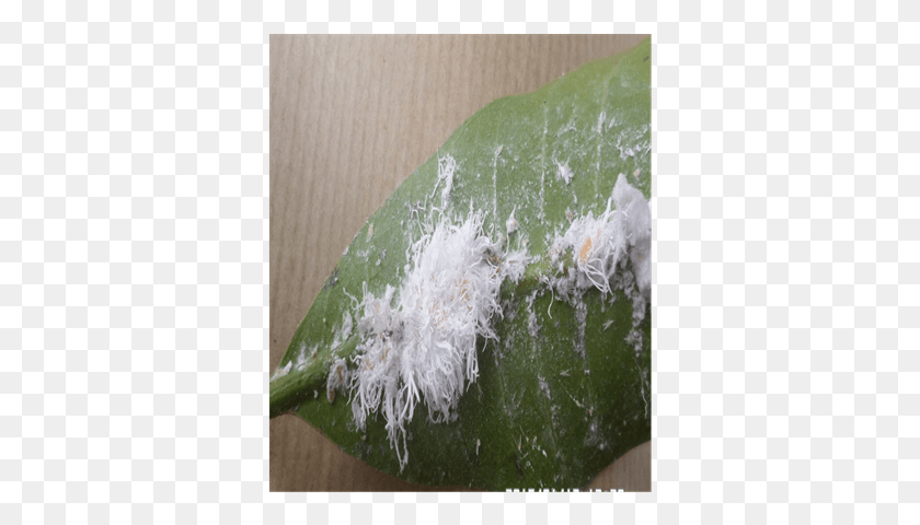 351x420 Colony Of Icerya Aegyptiaca On The Main Nervure Of Viceroy Butterfly, Plant, Leaf, Sprout HD PNG Download