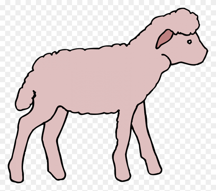 821x720 Color Art Lamb Animal Fluffy Cordeiro Desenho, Млекопитающее, Осел, Дикая Природа Hd Png Скачать