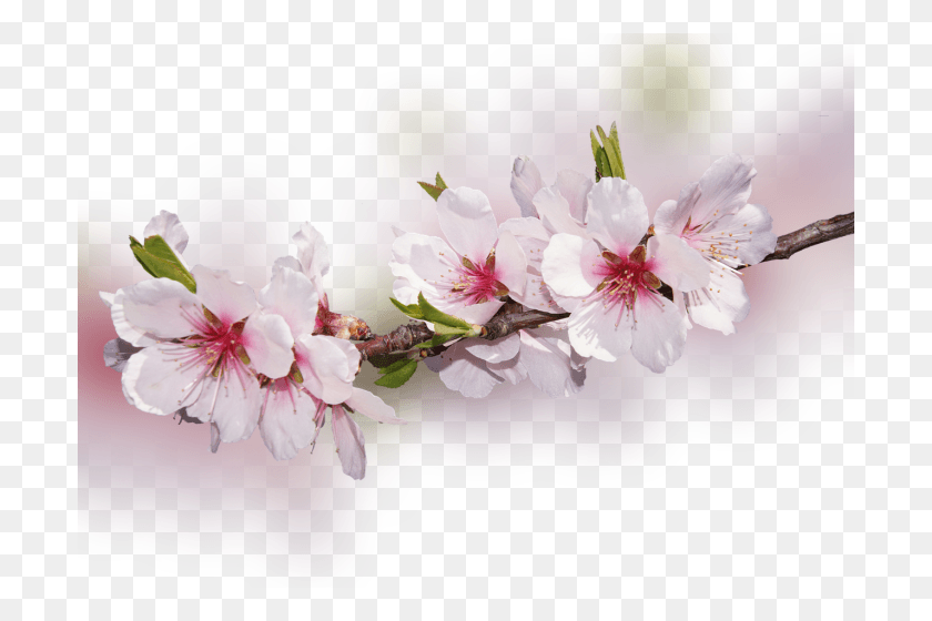 700x500 Color Palette Ideas From Flower Blossom Flowering Plant Transparent Transparent Background Cherry Blossom, Vase, Jar, Pottery HD PNG Download