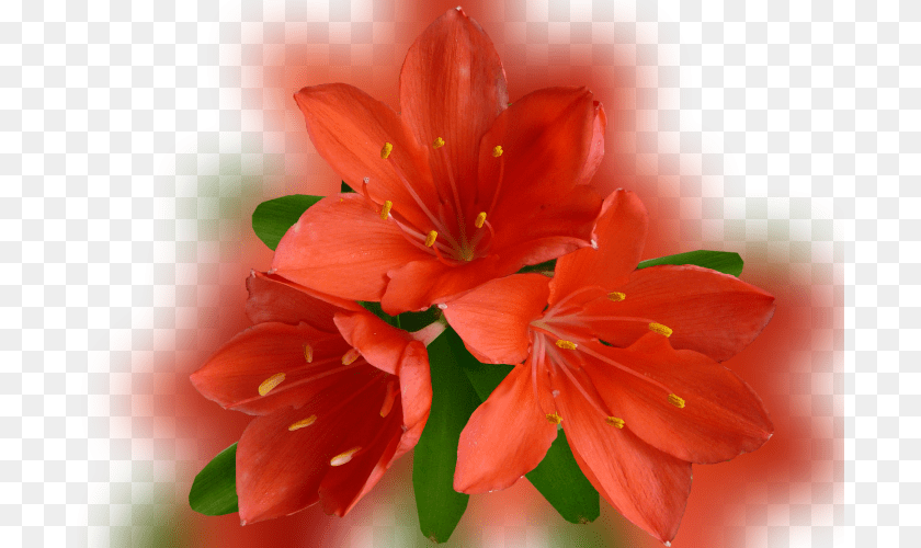 700x500 Color Palette Ideas From Flower Lily Flowering Plant Orange Lily, Geranium, Pollen, Petal, Amaryllis Transparent PNG