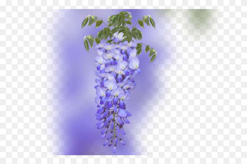 682x501 Color Palette Ideas From Flower Violet Flowering Plant Wisteria, Blossom, Lupin, Lavender HD PNG Download