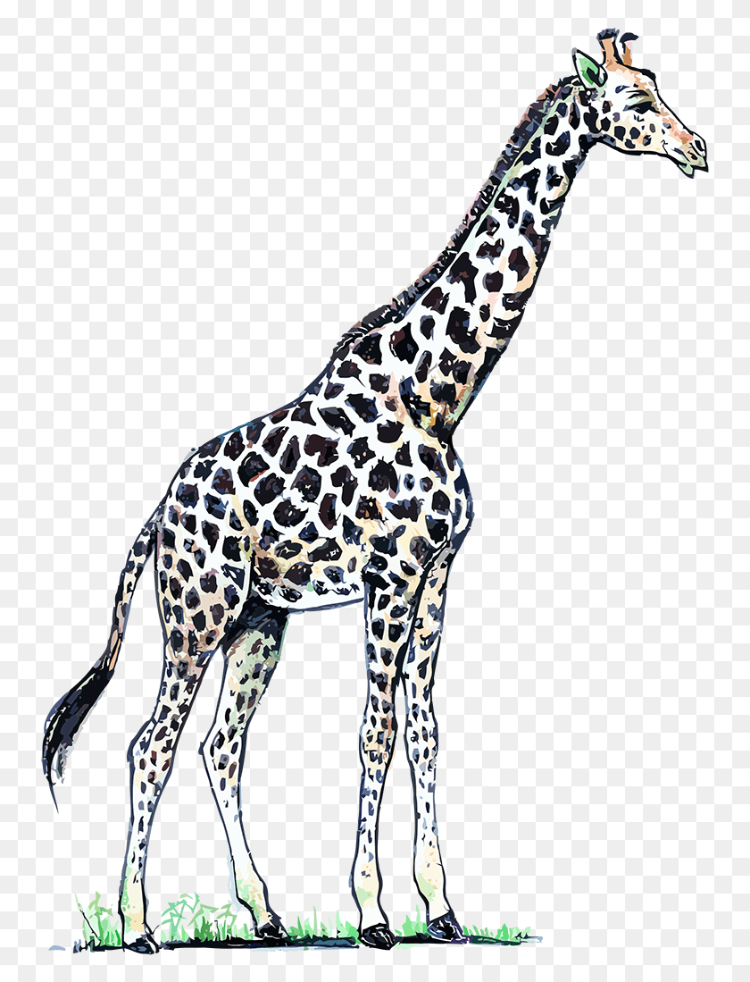 749x1039 Color Pardo Recortado Por Una Red De Lneas Жираф, Дикая Природа, Млекопитающее, Животное Hd Png Скачать