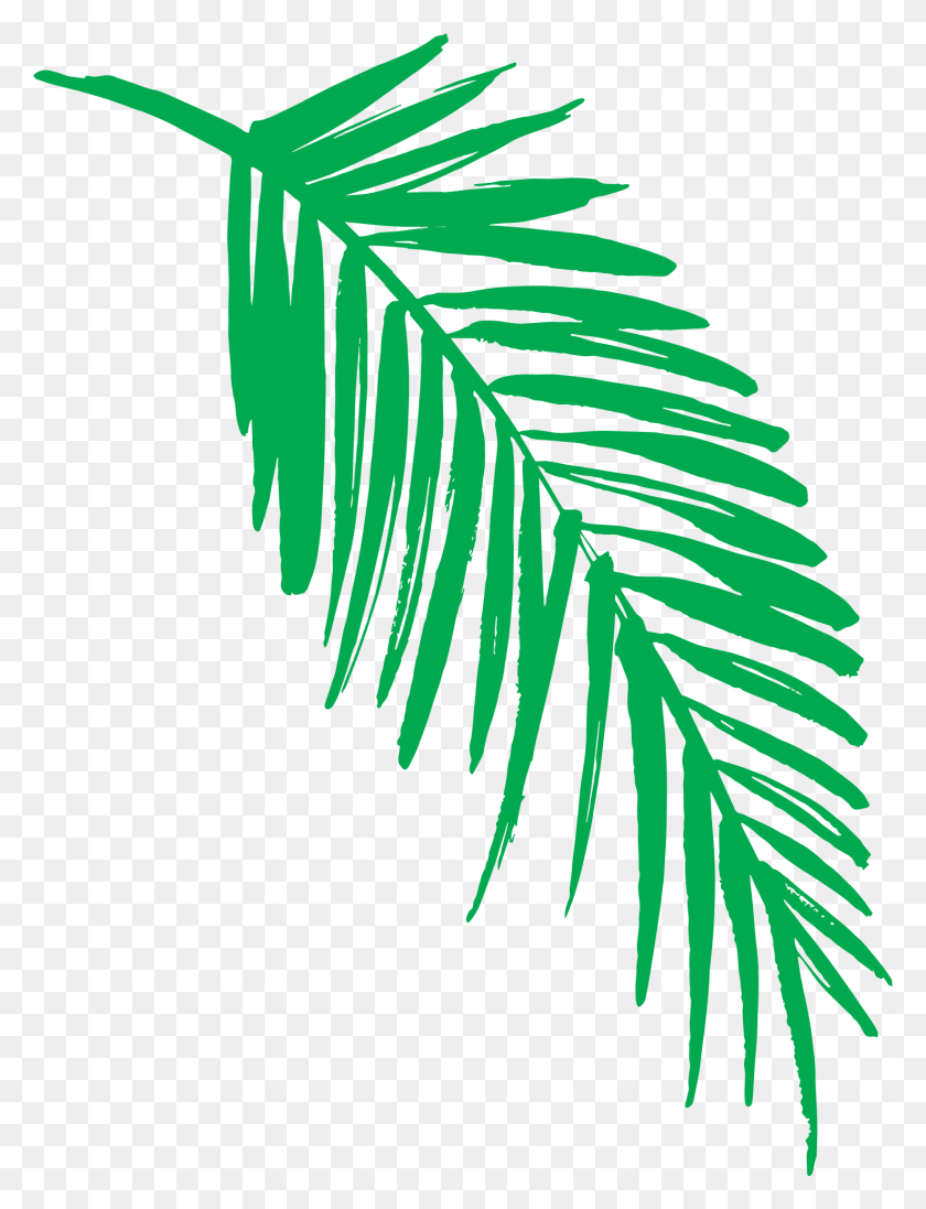 1474x1960 Color Roystonea, Leaf, Plant, Tree HD PNG Download