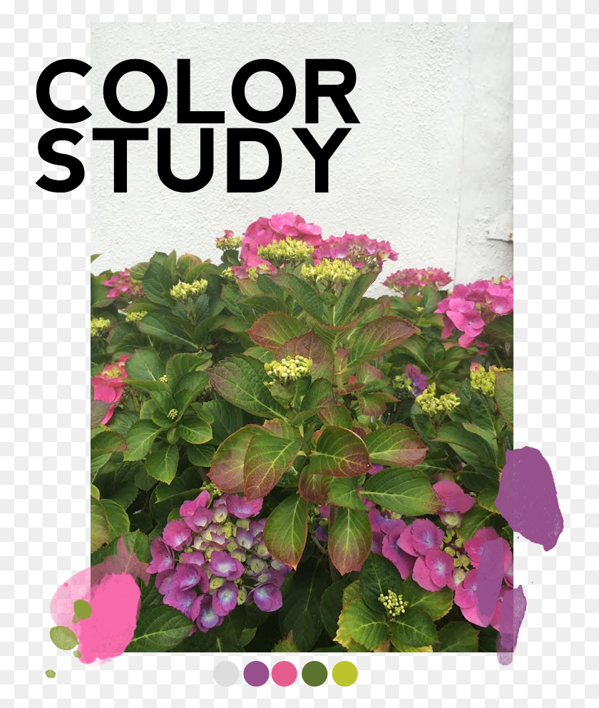 743x933 Цветное Исследование Розово-Фиолетовый Серый Зеленый Терновый Венец, Растение, Цветок, Цветение Hd Png Скачать