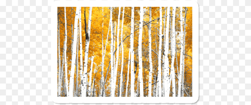 502x352 Color Wood, Birch, Plant, Tree, Vegetation Transparent PNG