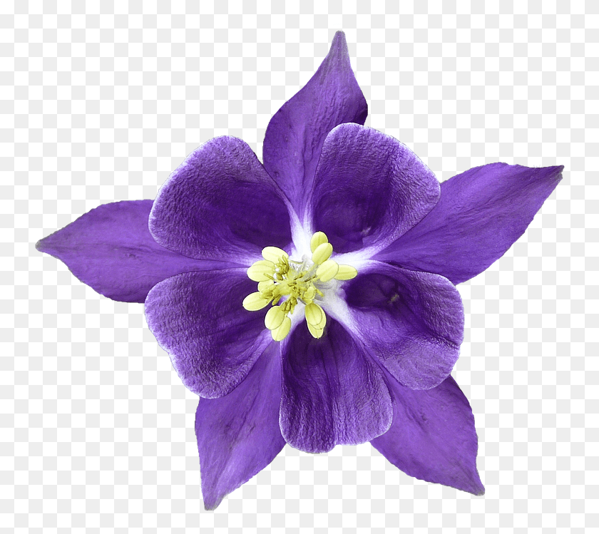 748x689 Colorado Blue Columbine, Растение, Герань, Цветок Hd Png Скачать
