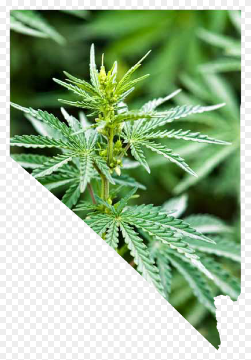 1263x1852 Colorado Ha Recaudado 506 Millones Desde La Venta Al Por Menor De Plantas De Marihuana Marihuana Que Parecen Hierba, Planta, Cáñamo Hd Png