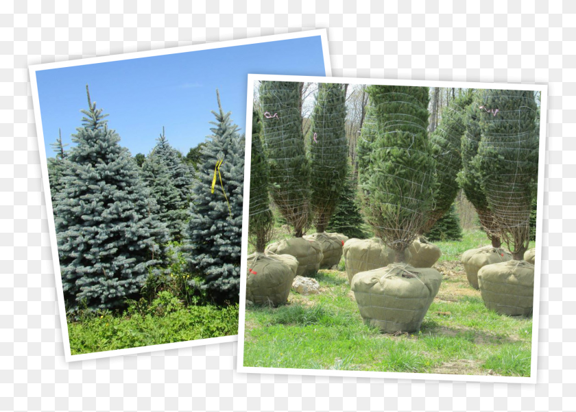 1446x1005 Colorado Spruce, Plant, Tree, Sheep HD PNG Download