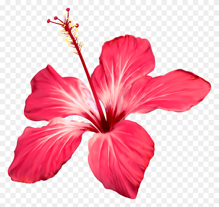 1462x1376 Цветной Рисунок Гибискус Цветы Джунглей, Растение, Цветок, Цветение Png Скачать