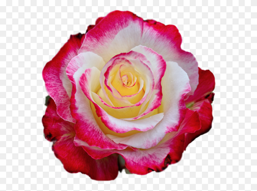 573x563 Colored Rose Transparent, Flower, Plant, Blossom HD PNG Download