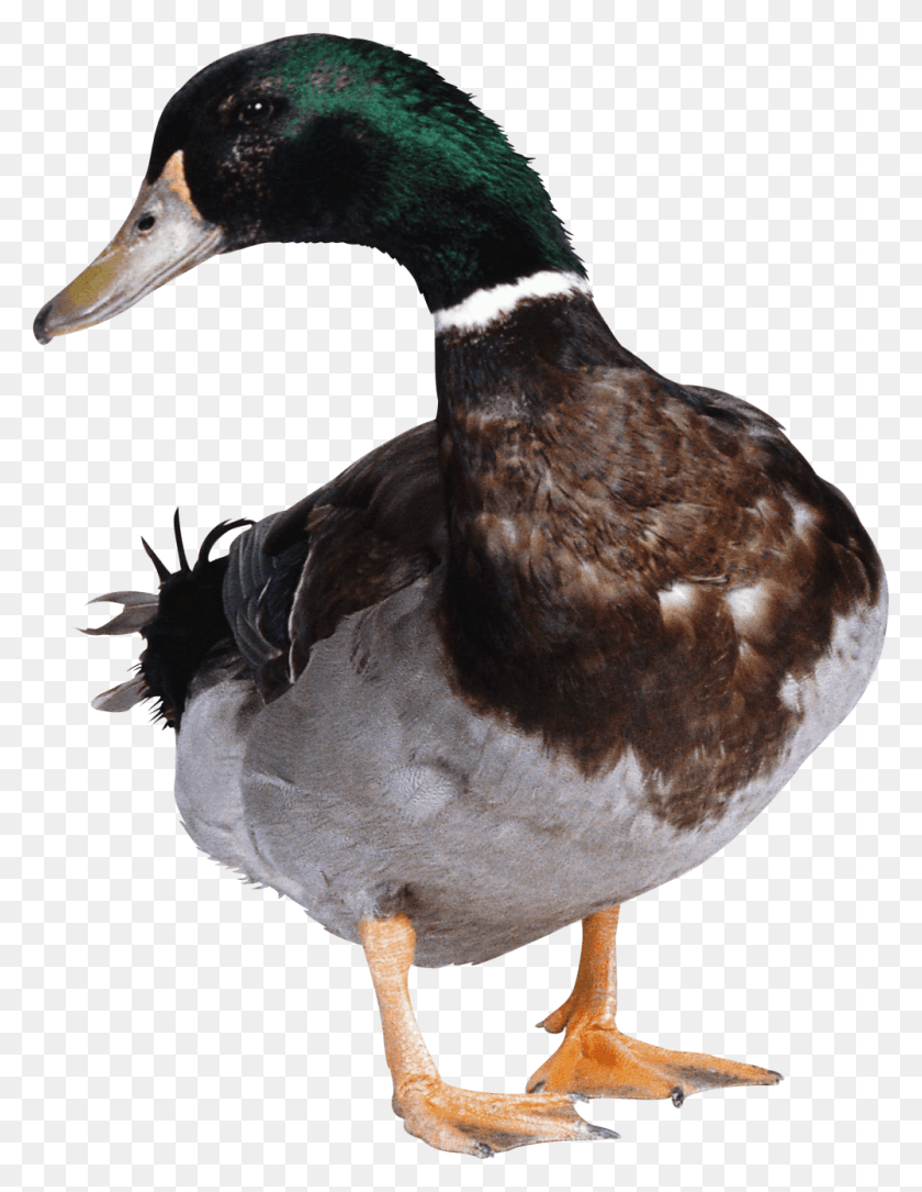 1000x1315 Colorful Duck Transparent Stock Image Free Utka, Bird, Animal, Waterfowl HD PNG Download