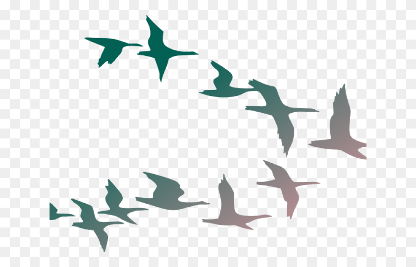 640x480 Разноцветные Летающие Птицы, Птица, Животное Hd Png Скачать