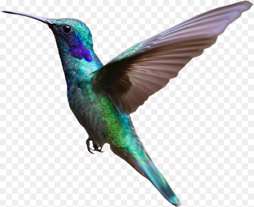 1949x1586 Colorful Hummingbird Flying Image Bird Flying Background, Animal Clipart PNG