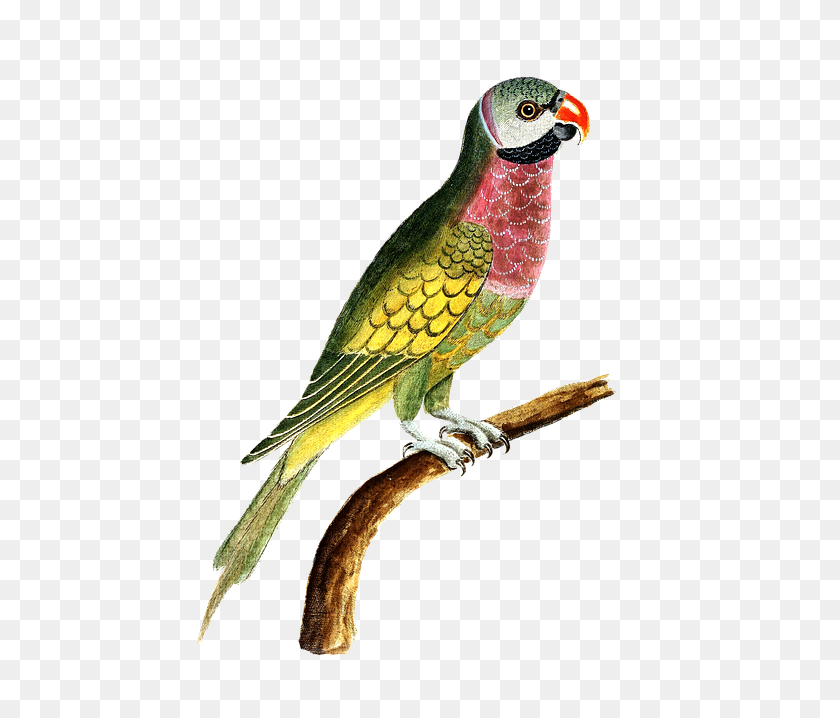 465x658 Colorful Parrot Free Image Bird Idiom, Animal, Beak, Macaw HD PNG Download