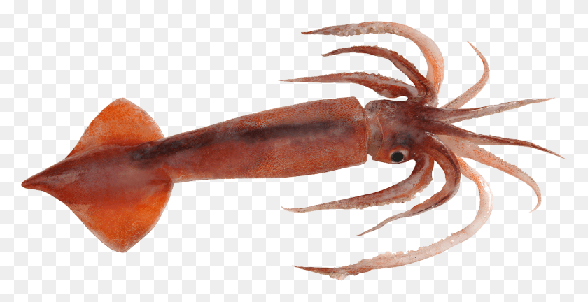 1216x580 Colossal Squid, Lobster, Seafood, Sea Life HD PNG Download