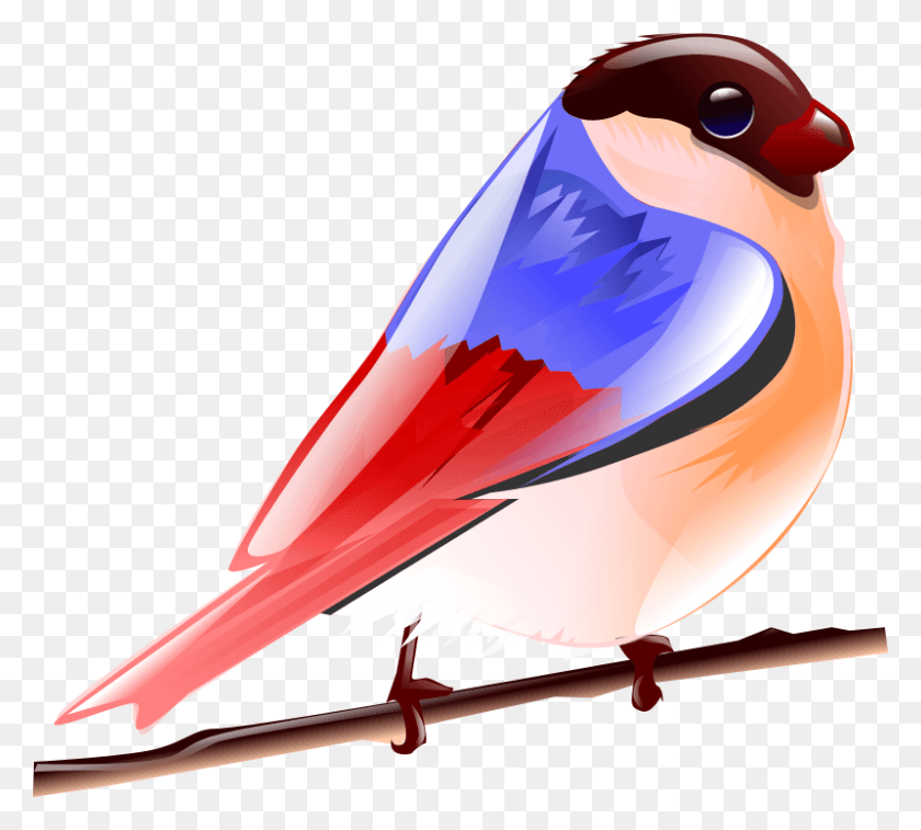 800x715 Colourful Birds Images Of Cartoon, Jay, Bird, Animal HD PNG Download