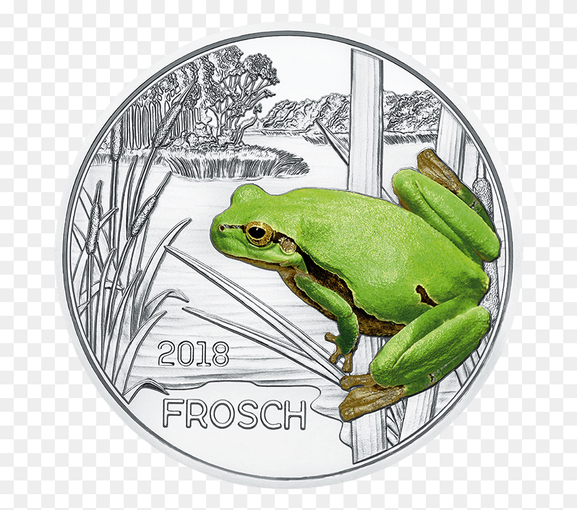 684x683 Colourful Creatures The Frog 2018 Austria Frog, Bird, Animal, Amphibian HD PNG Download