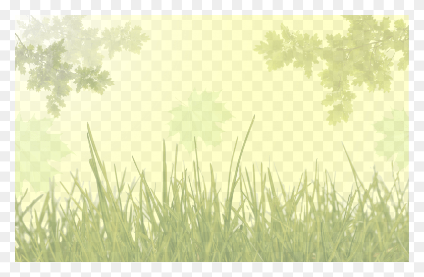2250x1412 Columbia Green Campus Clean Up, Leaf, Plant, Grass HD PNG Download
