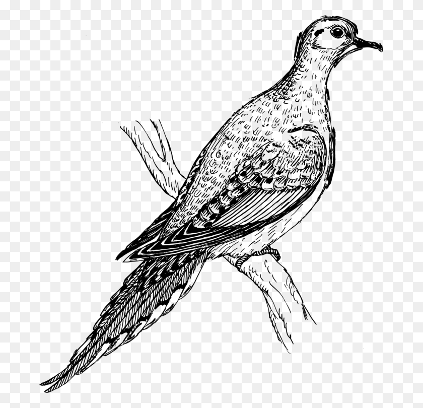 683x750 Columbidae Mourning Dove Bird Computer Icons Drawing Mourning Dove Clipart Black And White, Gray, World Of Warcraft HD PNG Download