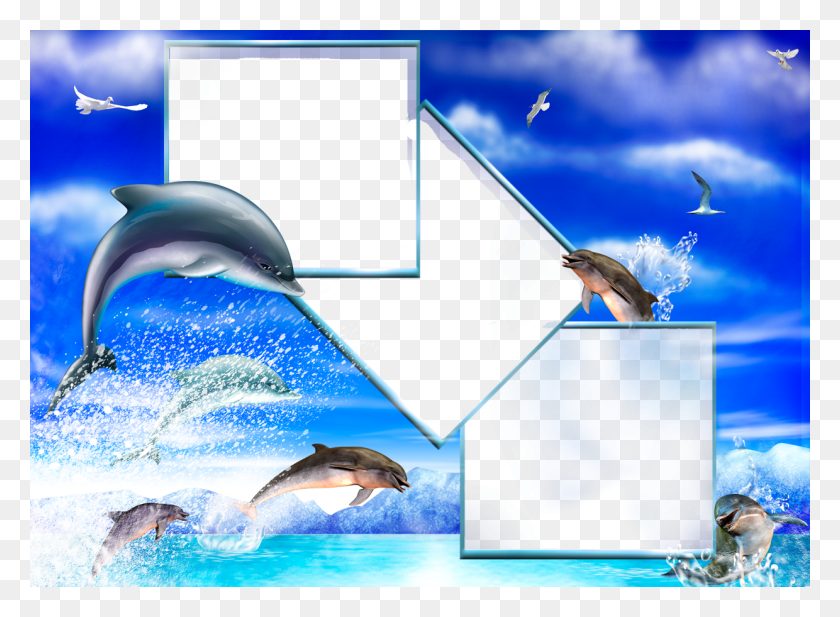 1240x886 Com Gallery Ma 9 Dolphins Frames, Bird, Animal, Sea Life HD PNG Download